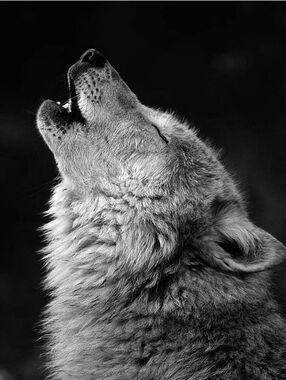 Custom Fridge Magnet Gray Howling Wolf